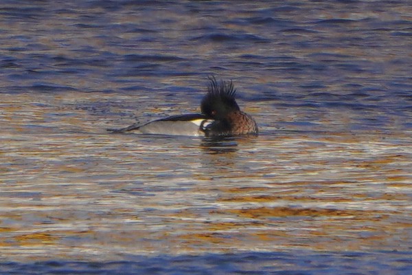 Red-breasted Merganser - ML613269821