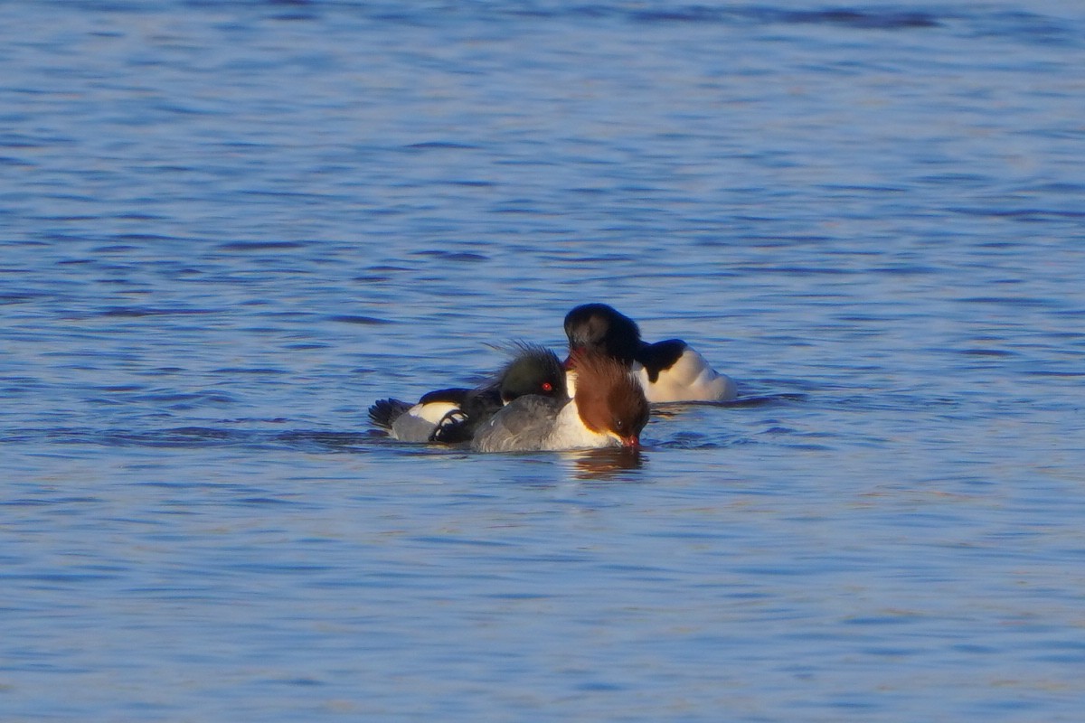 Red-breasted Merganser - ML613269823