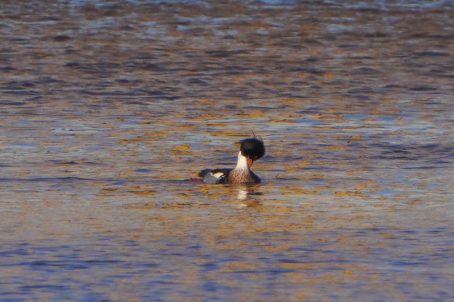 Red-breasted Merganser - ML613269824