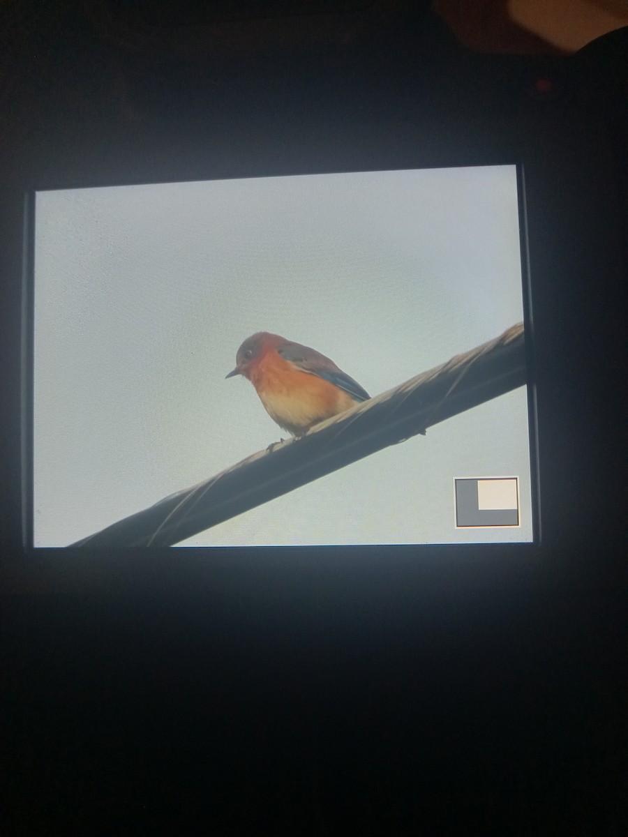 Eastern Bluebird - ML613269825