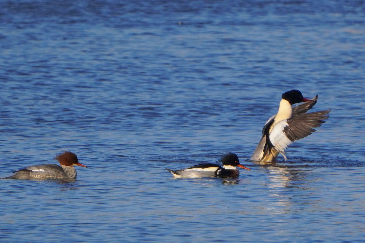 Red-breasted Merganser - ML613269826