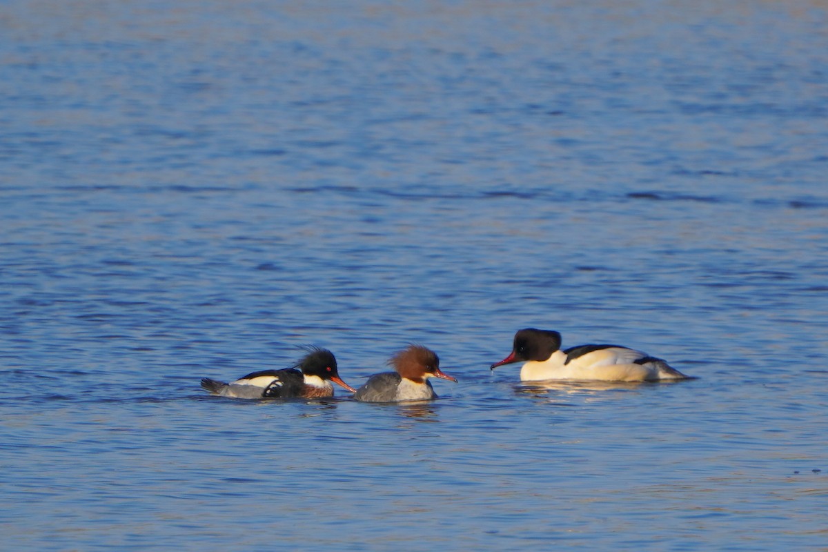 Red-breasted Merganser - ML613269828