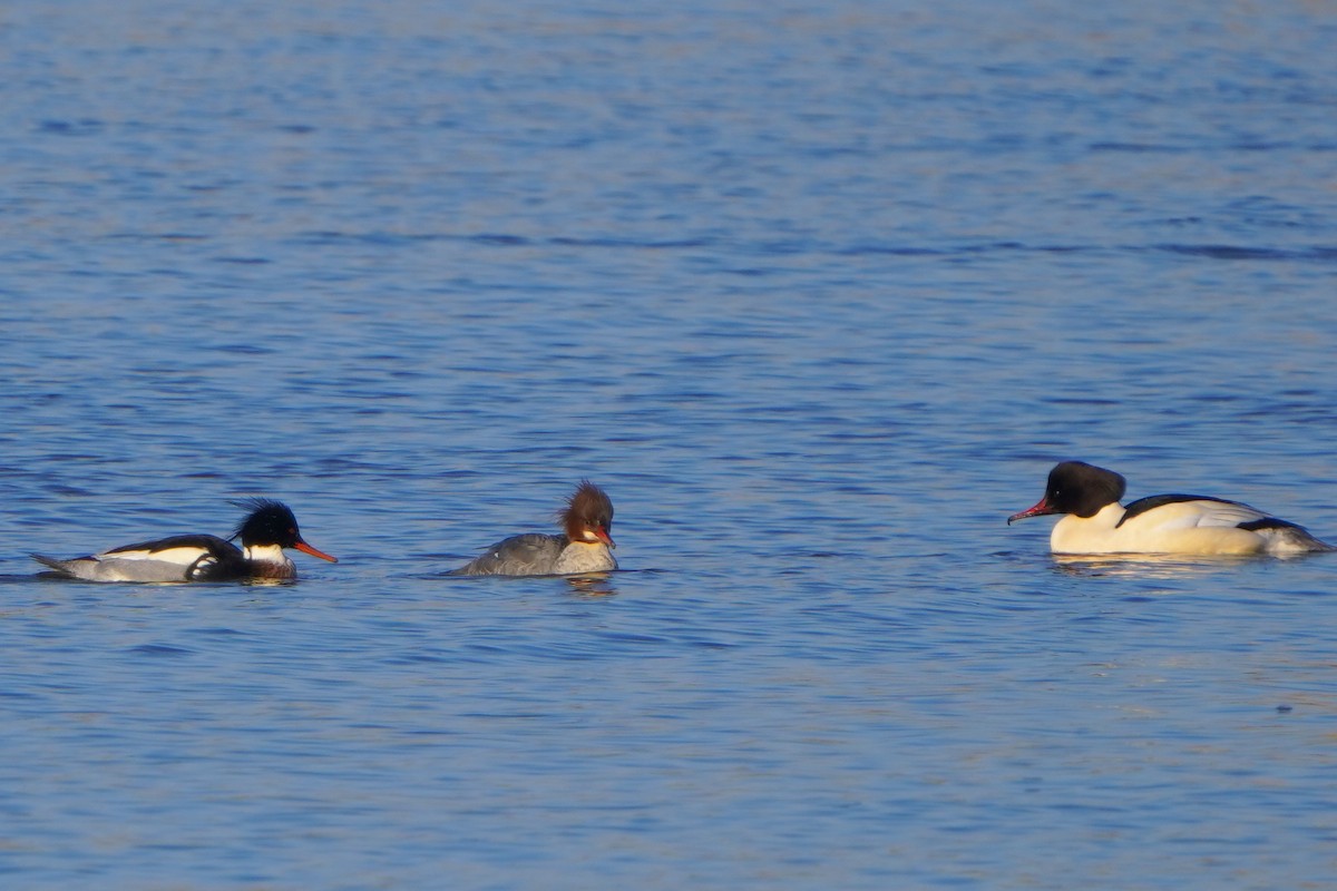 Red-breasted Merganser - ML613269829