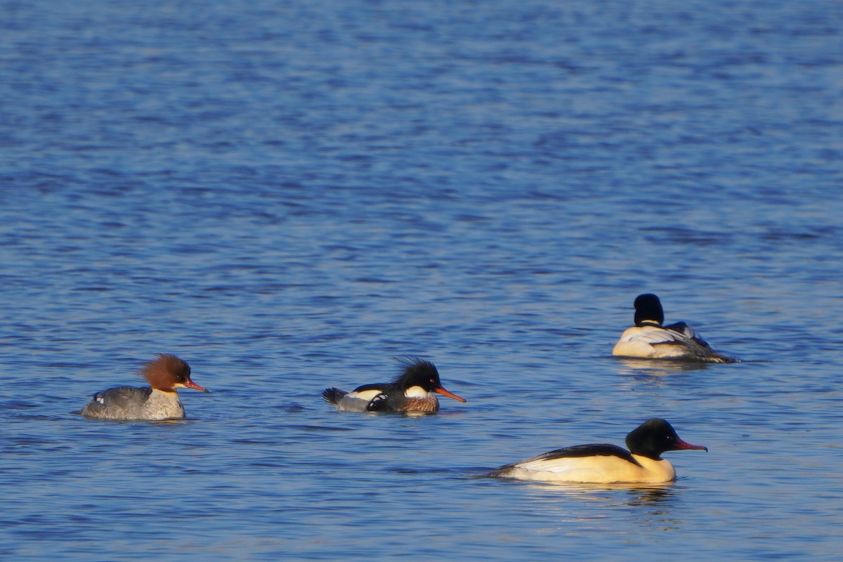 Red-breasted Merganser - ML613269830