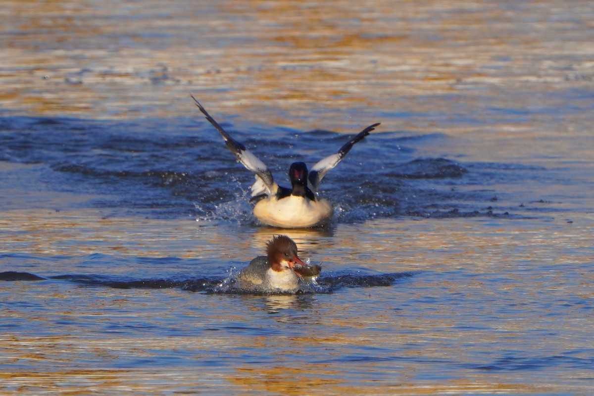 Common Merganser - ML613269840