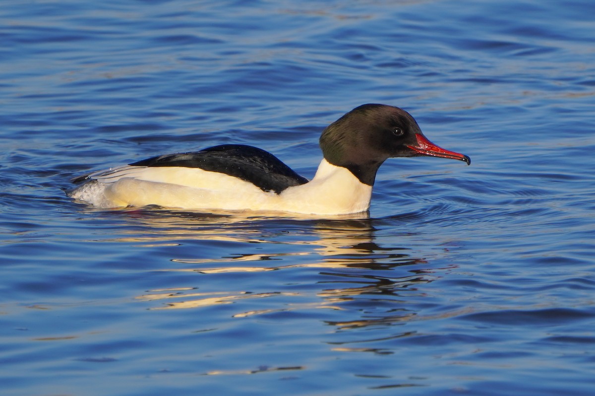 Common Merganser - ML613269842