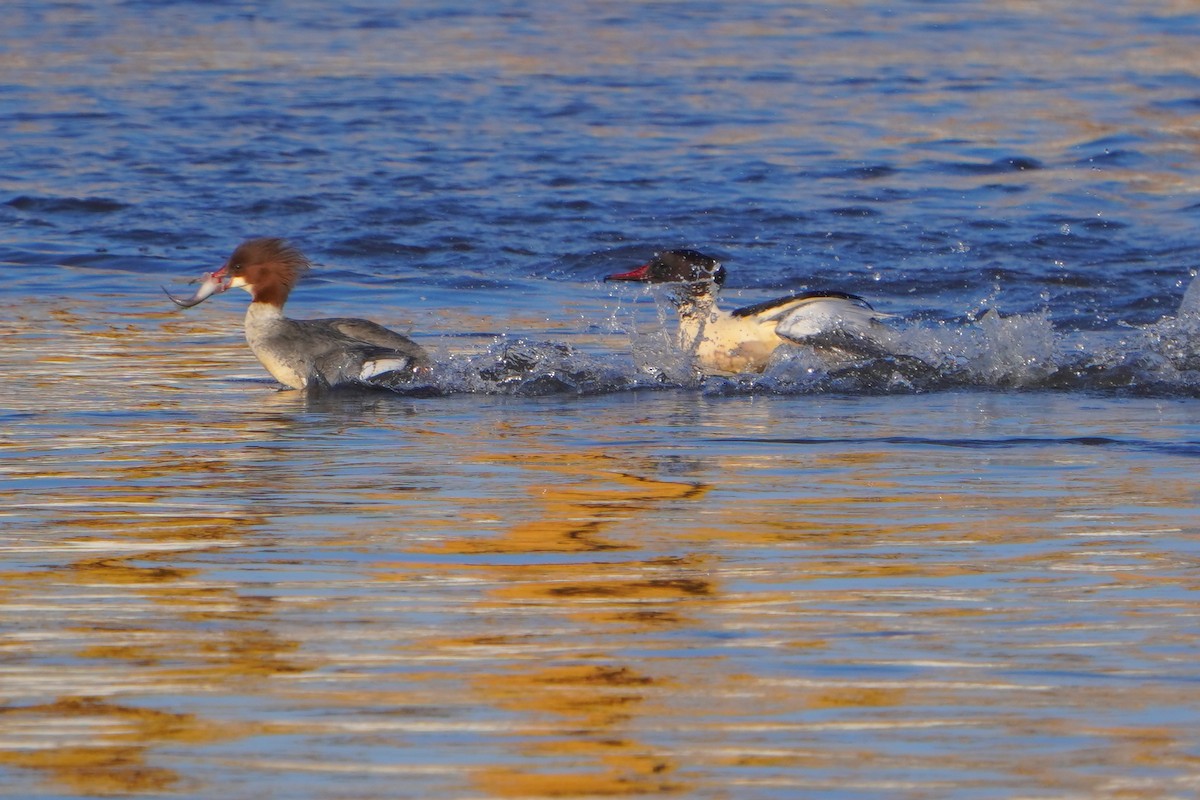 Common Merganser - ML613269844