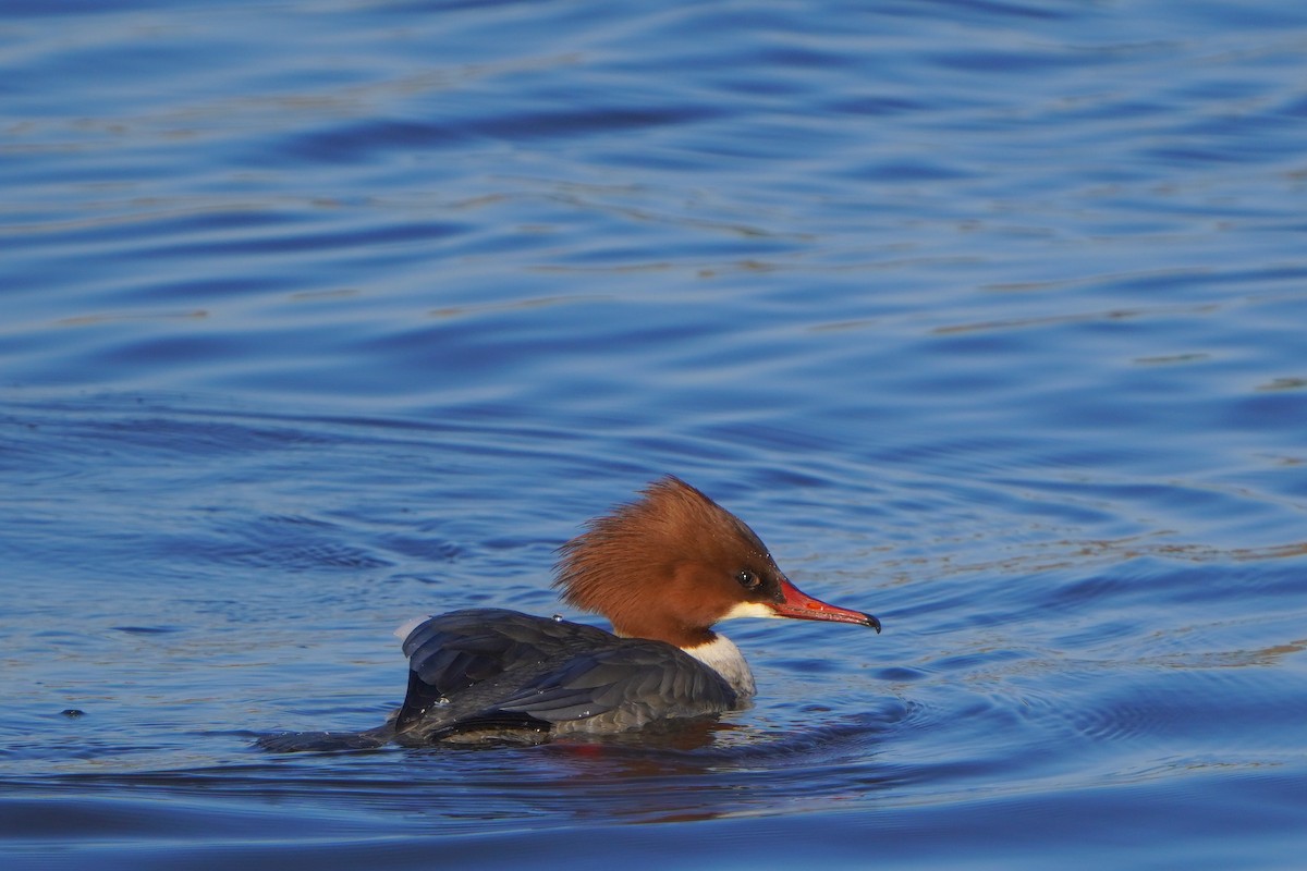 Common Merganser - ML613269845