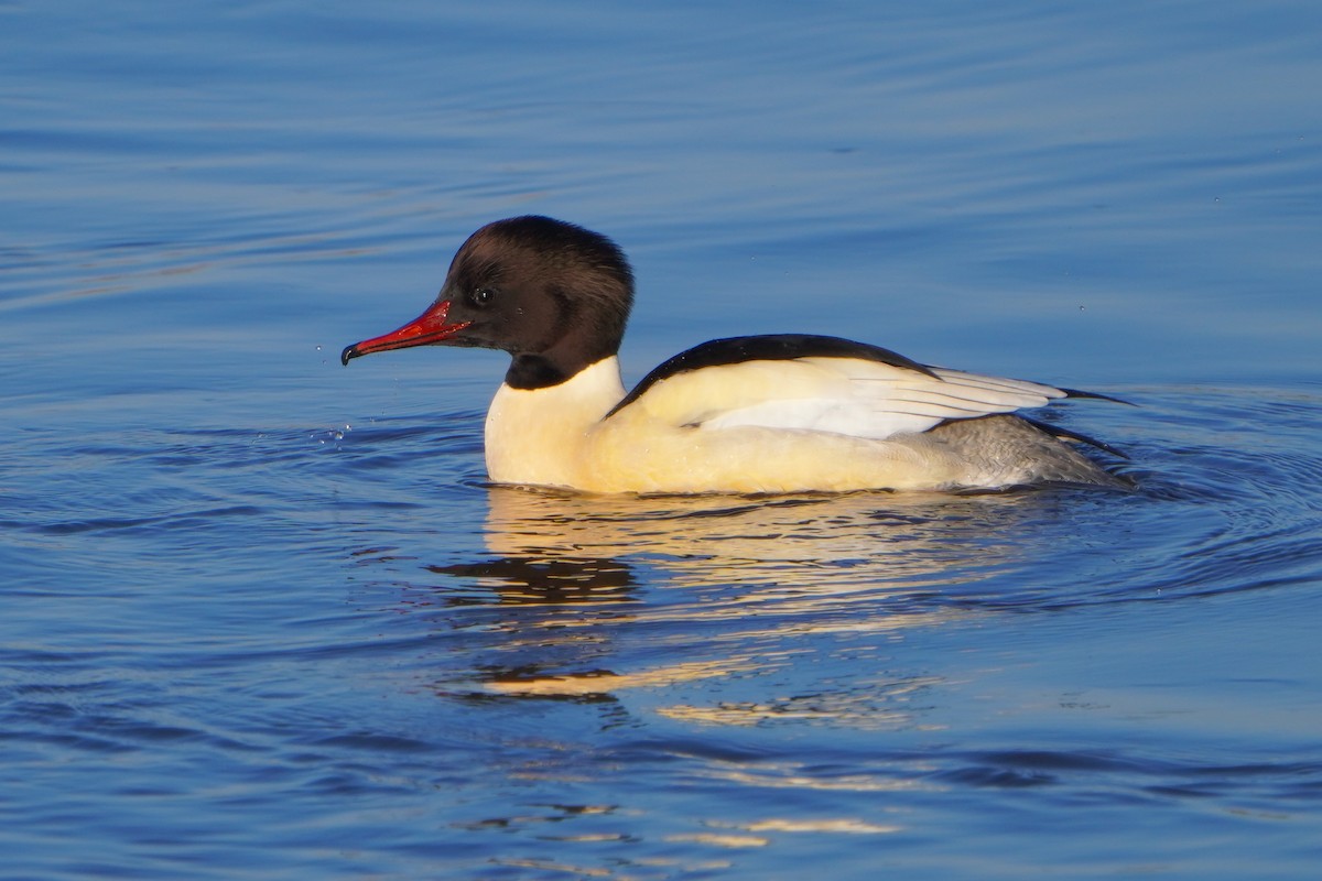 Common Merganser - Paweł Maciszkiewicz