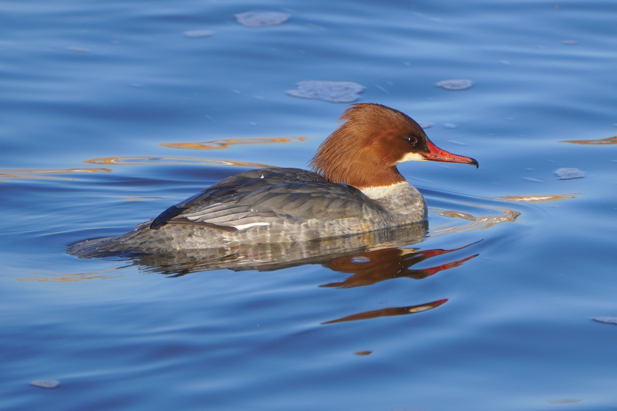 Common Merganser - ML613269847