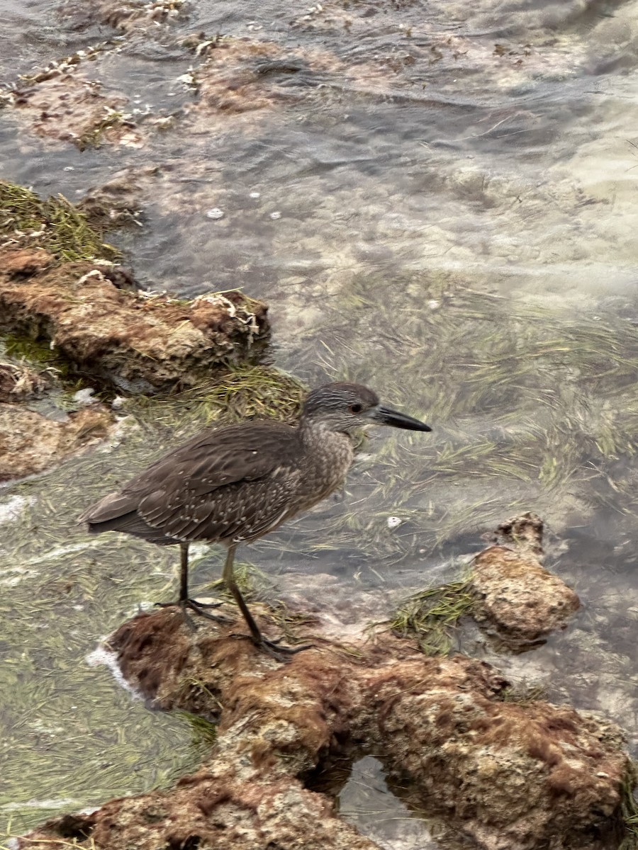 Yellow-crowned Night Heron - ML613269848