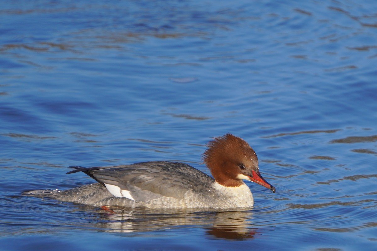 Common Merganser - ML613269849