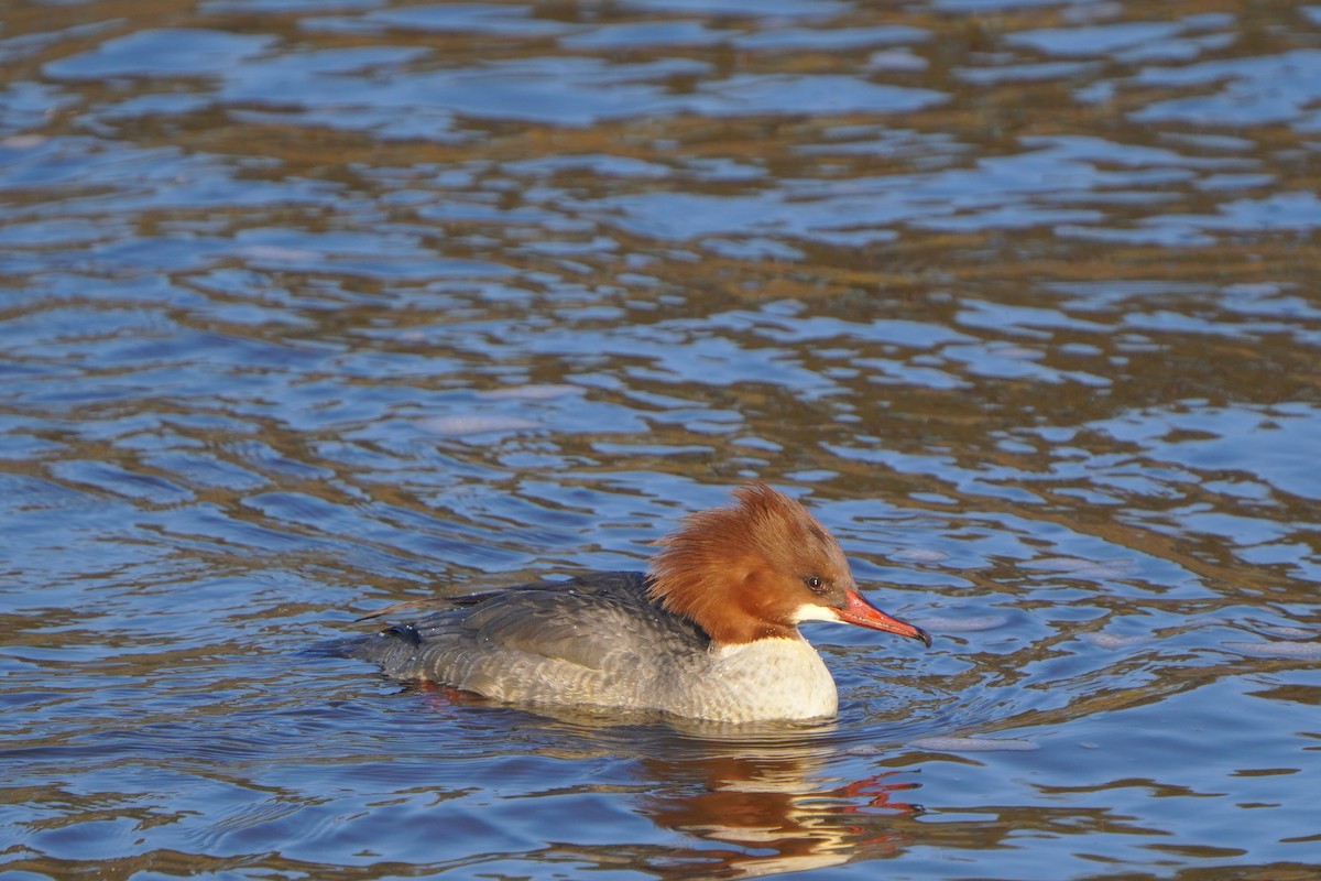 Common Merganser - Paweł Maciszkiewicz