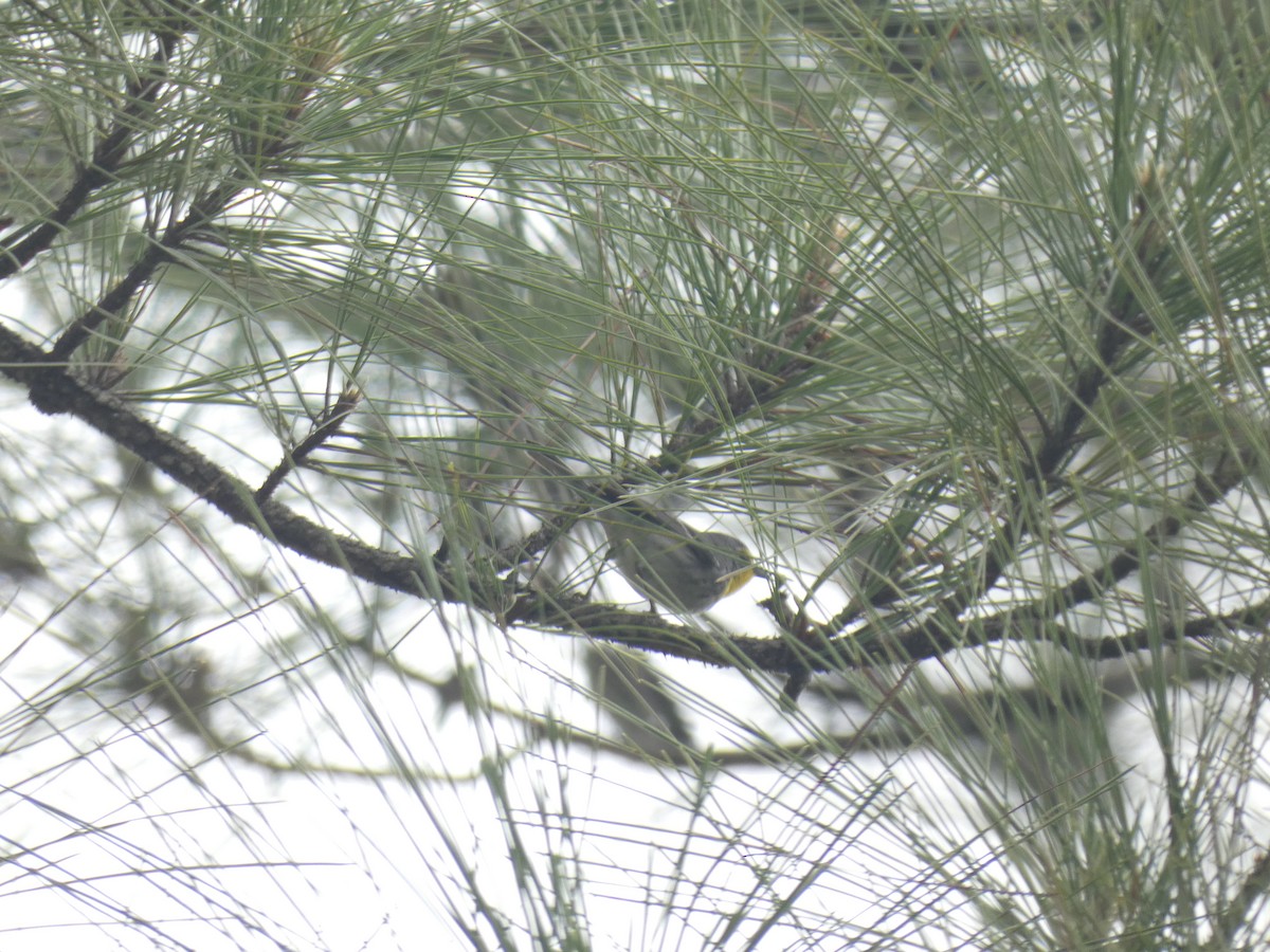 Grace's Warbler - Nate Klassen