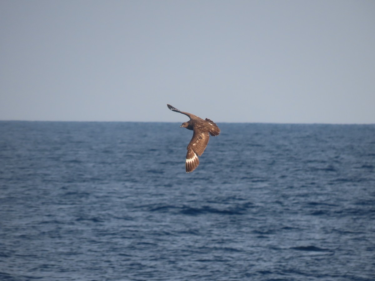 South Polar Skua - ML613269863