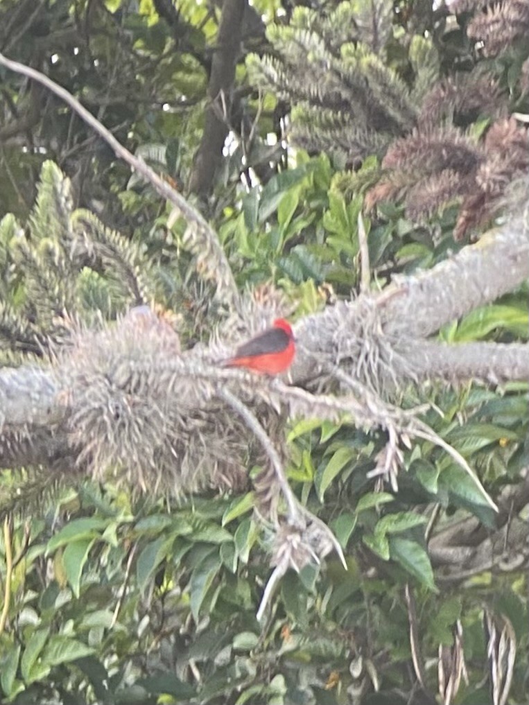 Vermilion Flycatcher - ML613269899