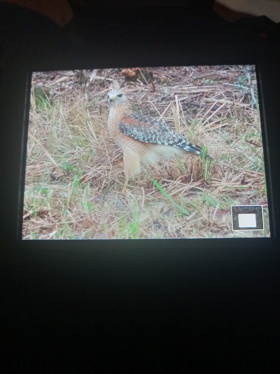 Red-shouldered Hawk - ML613269922