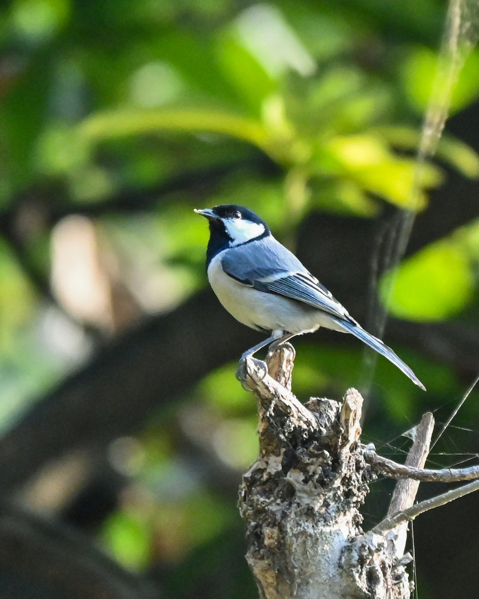 Cinereous Tit - ML613269972