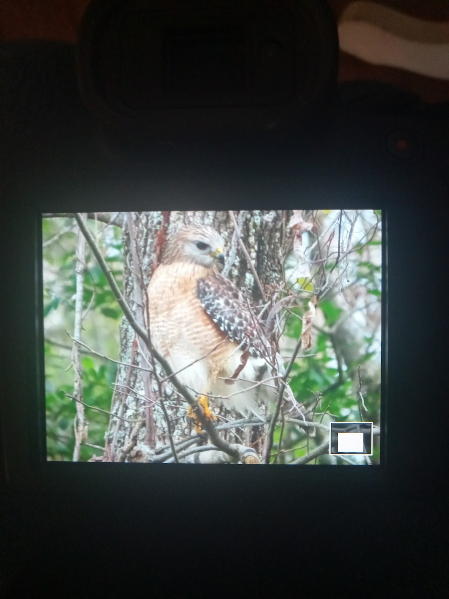 Red-shouldered Hawk - ML613269974