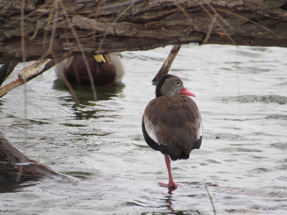 Black-bellied Whistling-Duck - Barbara Brown