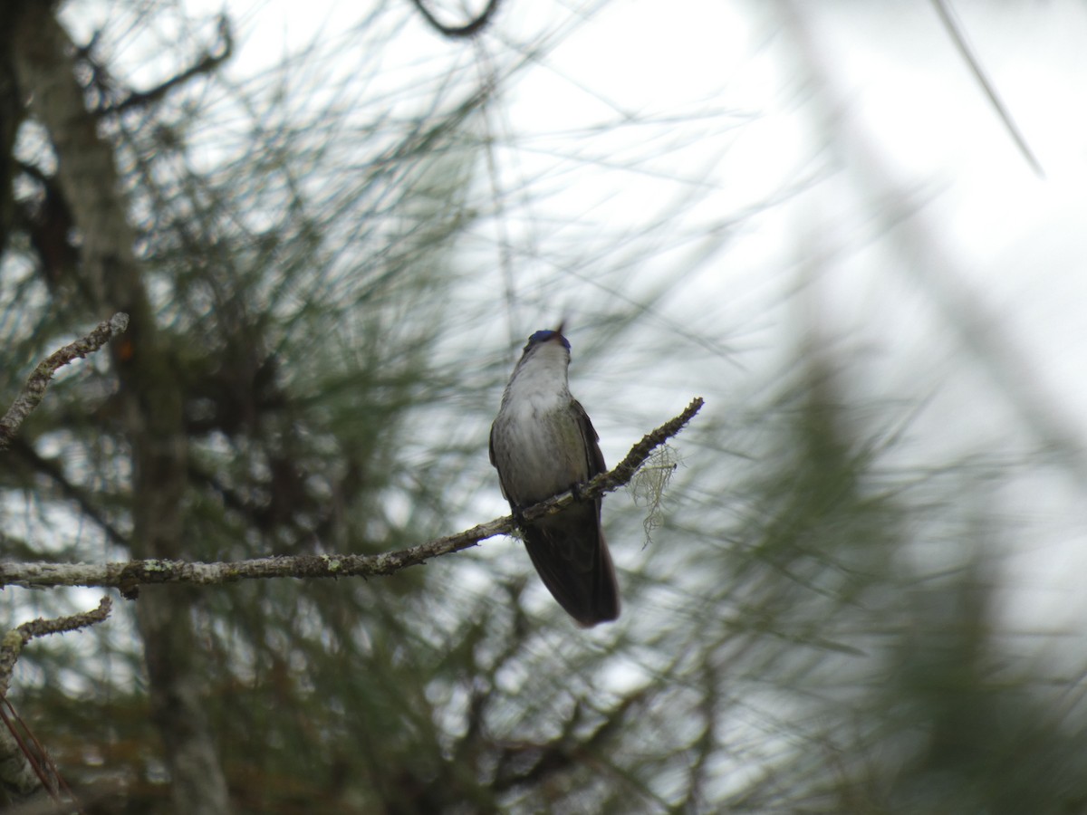Azure-crowned Hummingbird - ML613270020