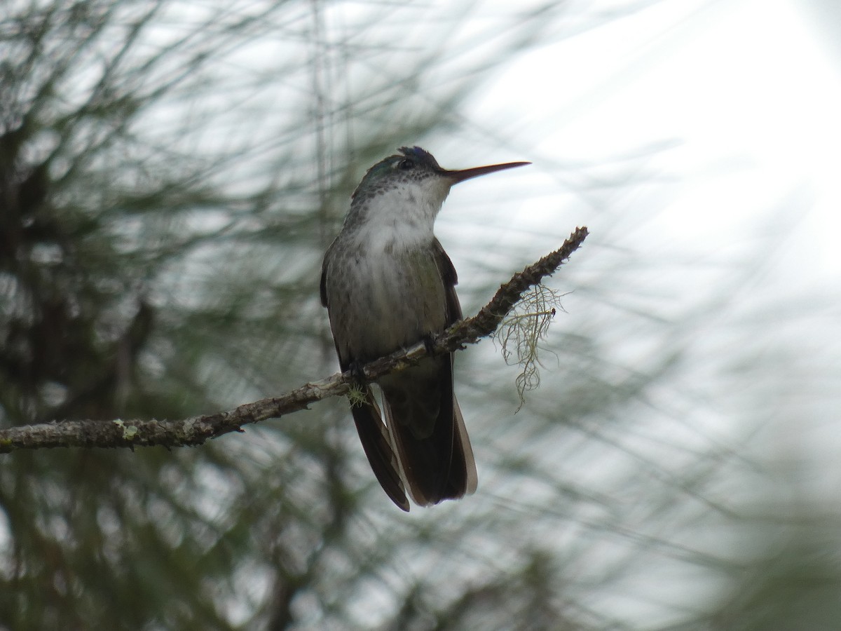 Azure-crowned Hummingbird - ML613270022