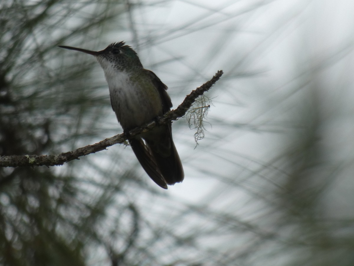 Azure-crowned Hummingbird - ML613270026