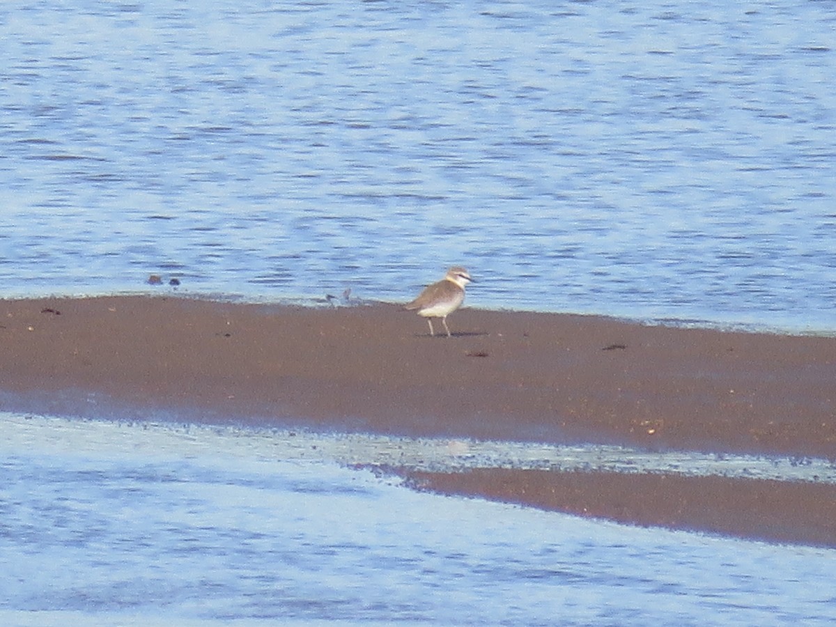 White-fronted Plover - ML613270027