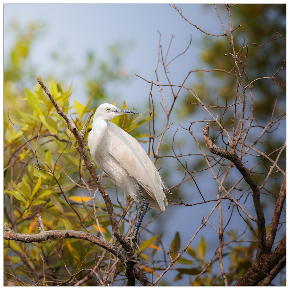 Little Egret - ML613270063