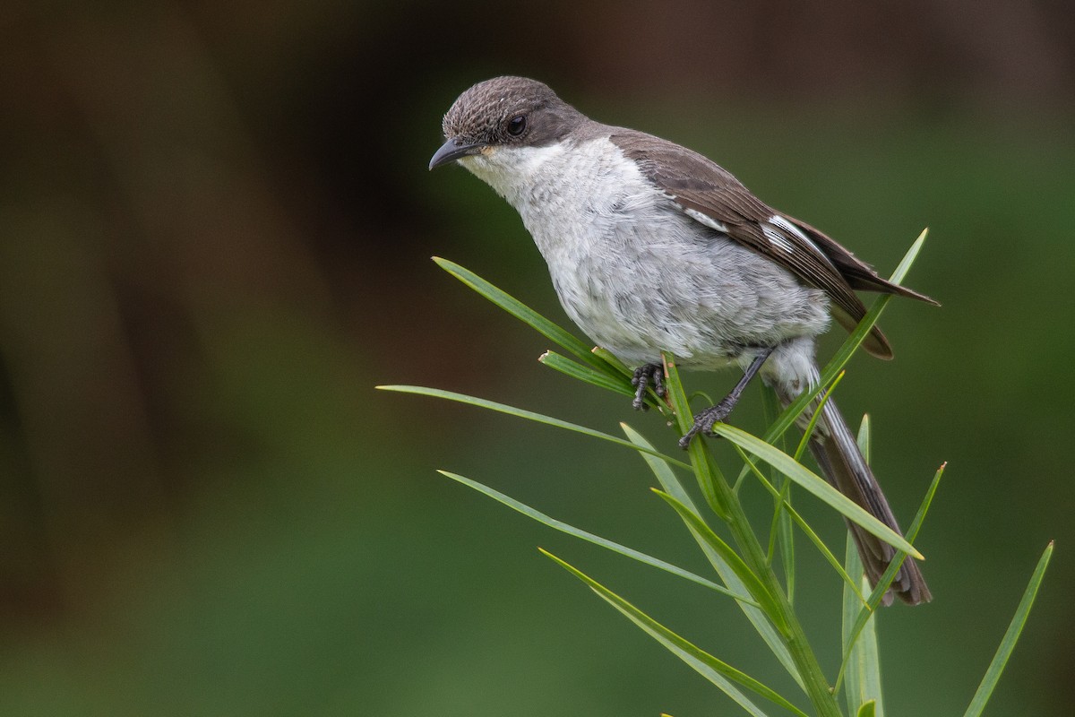 Fiscal Flycatcher - ML613270064