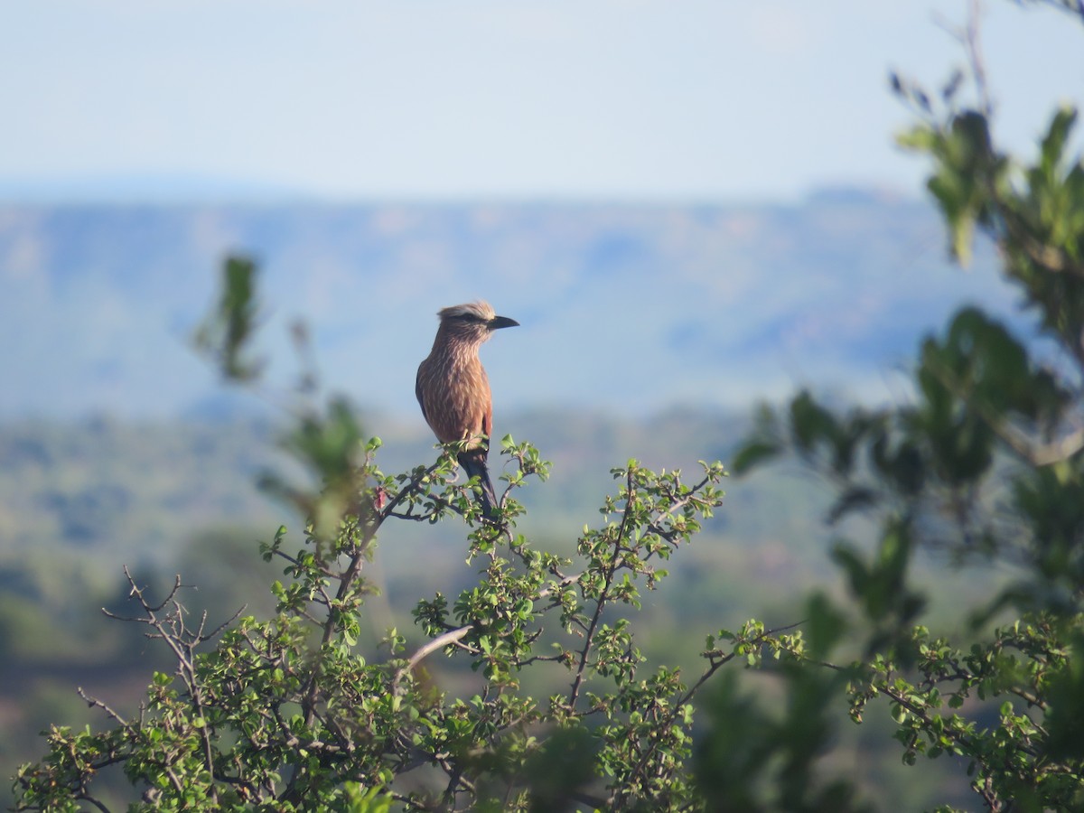 Rufous-crowned Roller - Will Baxter-Bray