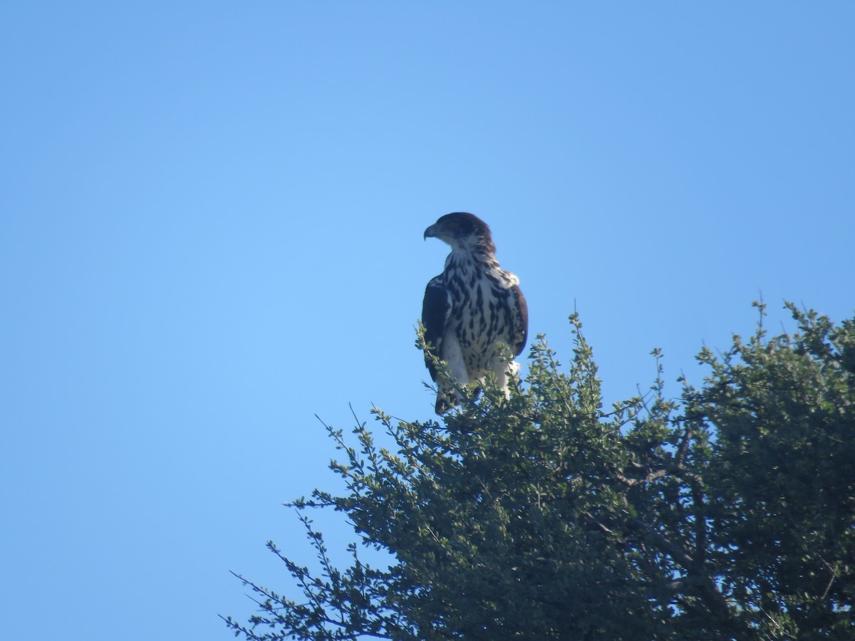 African Hawk-Eagle - ML613270071