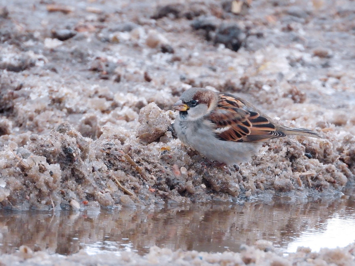 House Sparrow - ML613270113