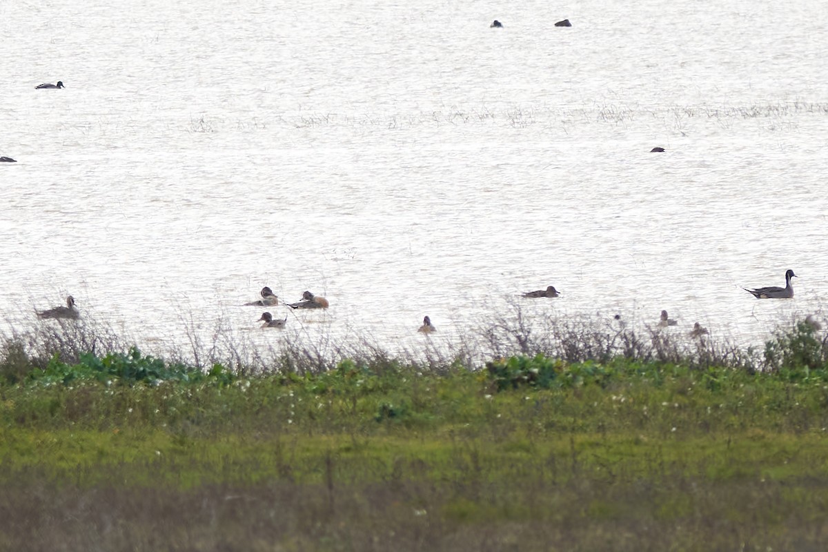 Northern Pintail - ML613270121