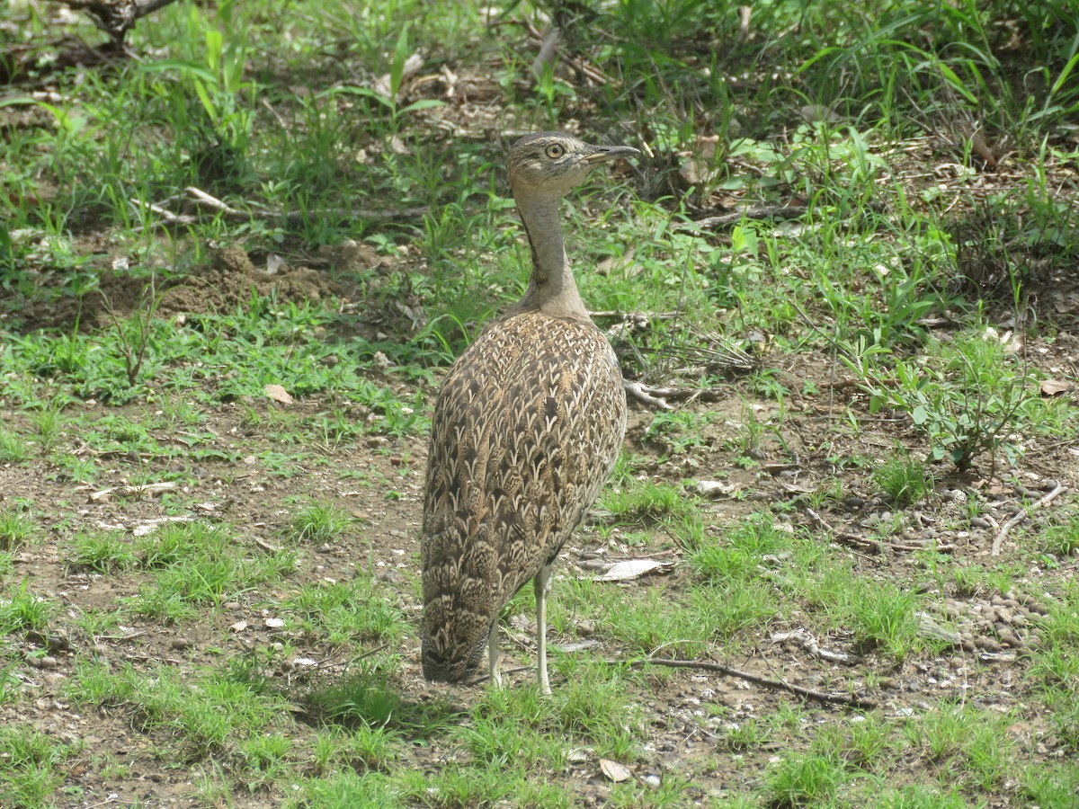 Red-crested Bustard - Will Baxter-Bray