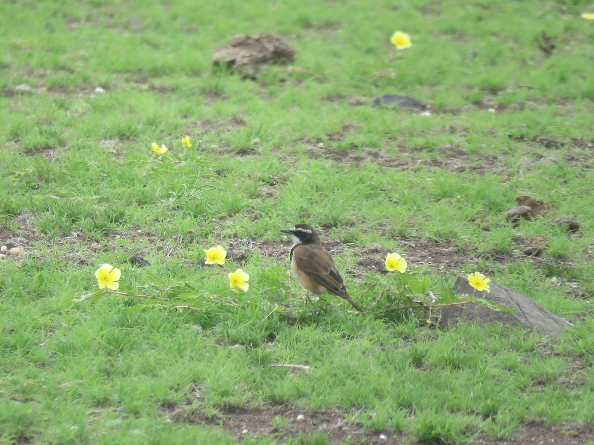 Capped Wheatear - ML613270153