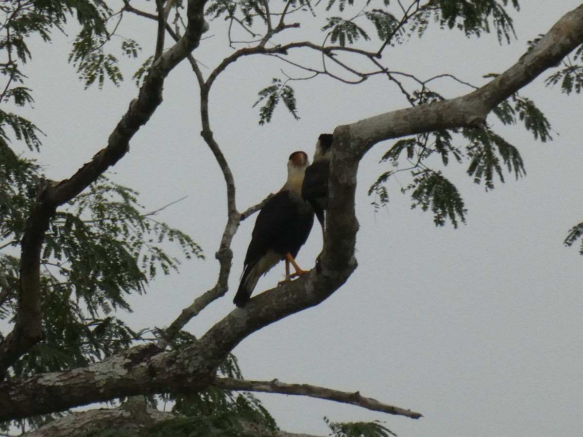 Caracara huppé - ML613270156