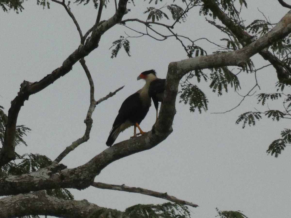 Caracara huppé - ML613270157