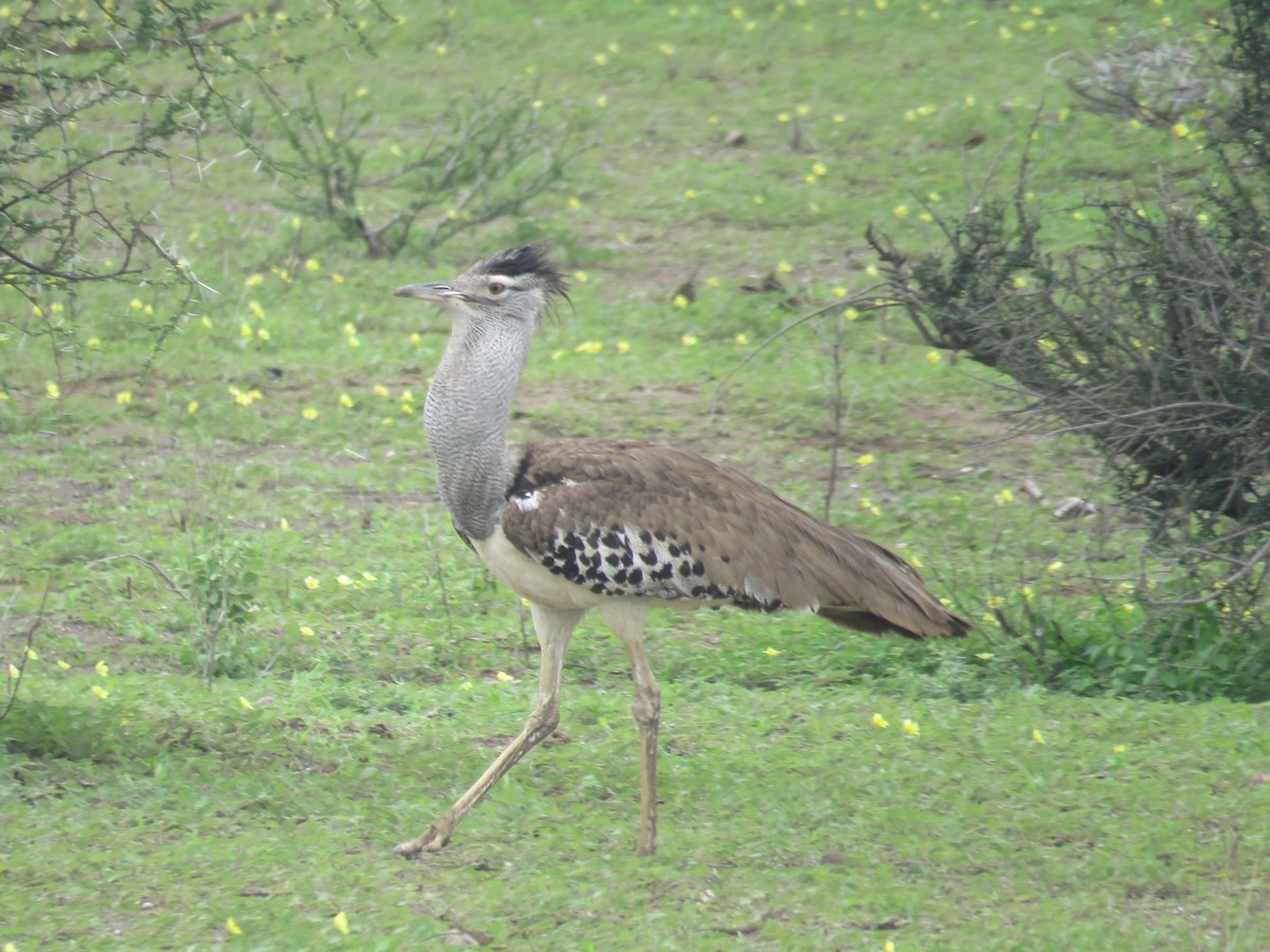 Kori Bustard - ML613270160