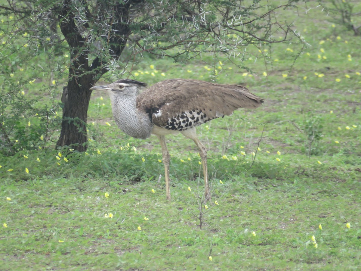 Kori Bustard - ML613270161