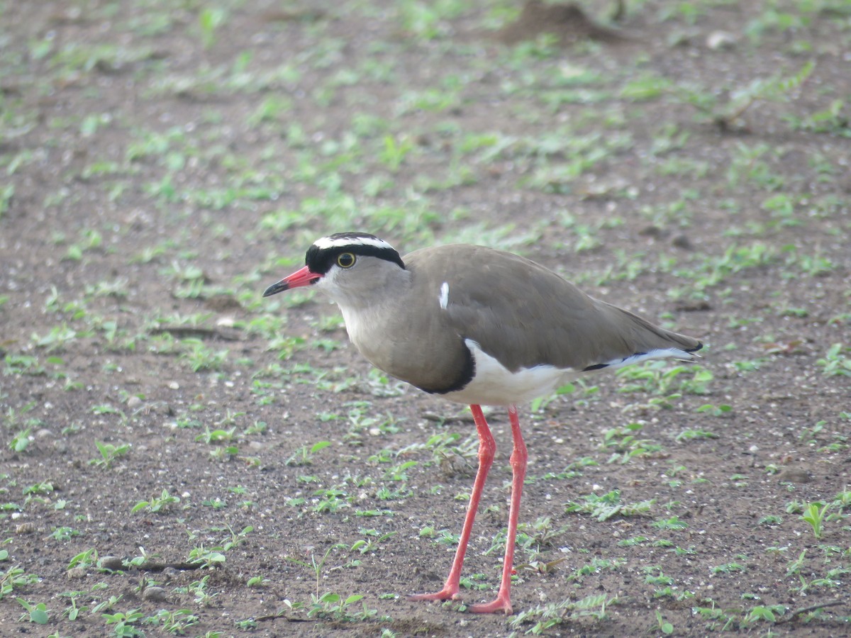 オウカンゲリ - ML613270178