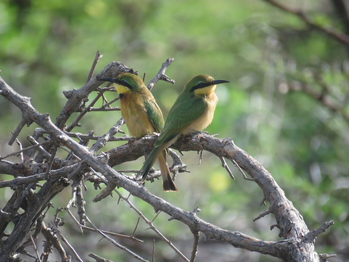 Little Bee-eater - Will Baxter-Bray