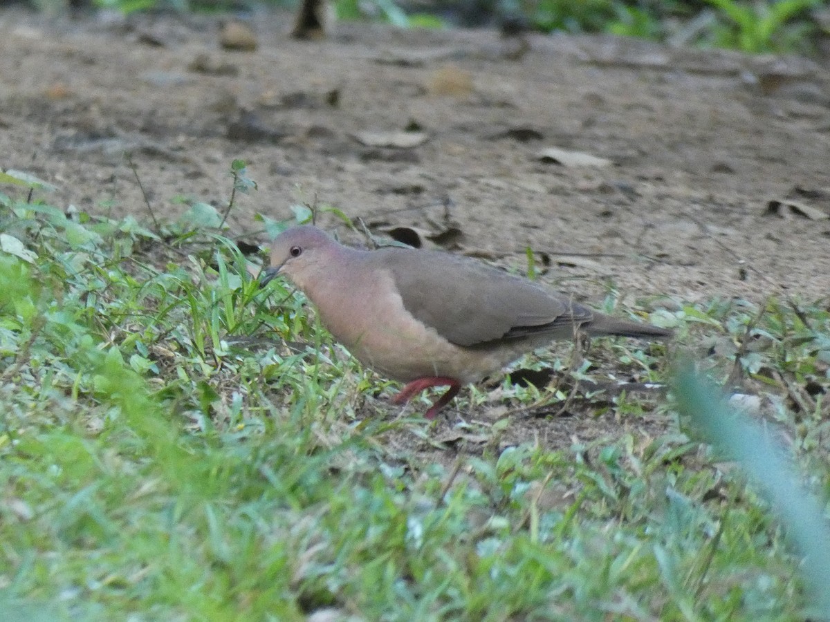 White-tipped Dove - ML613270210