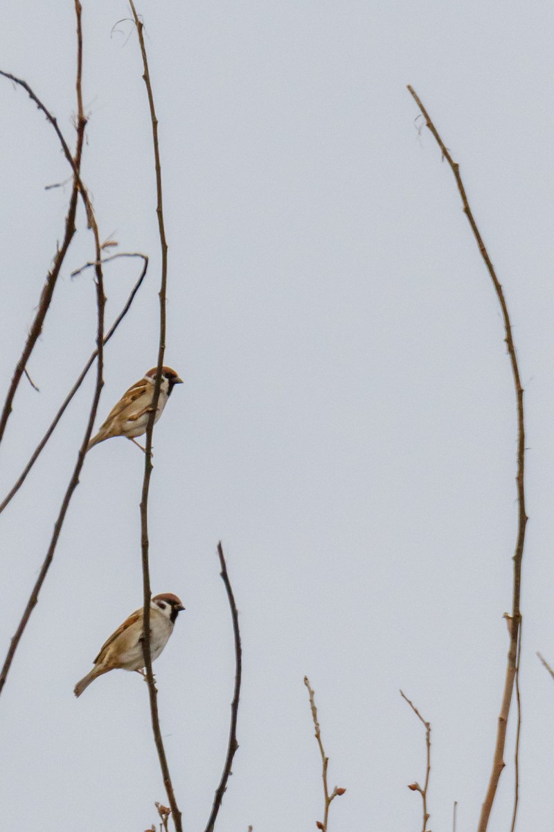 Eurasian Tree Sparrow - Carles Serrano