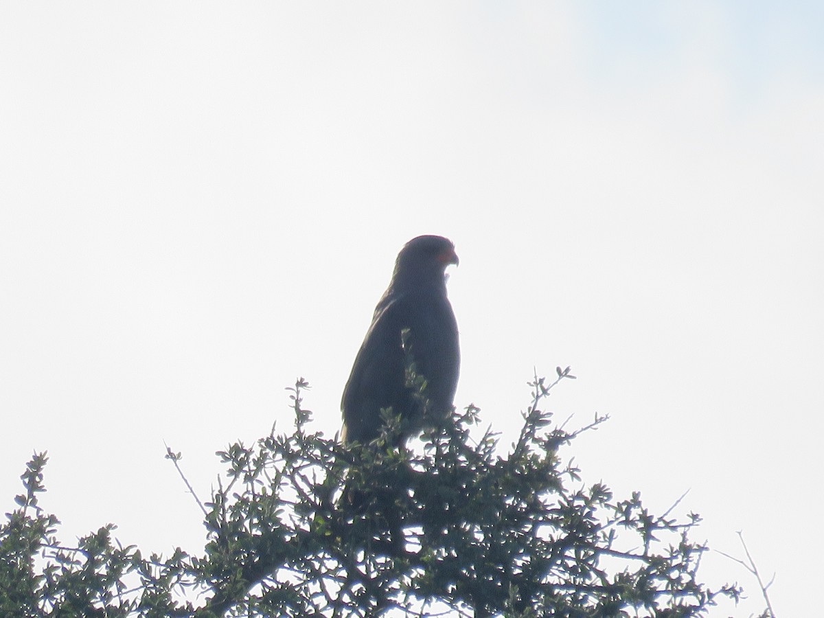 Accipiter sp. - Will Baxter-Bray