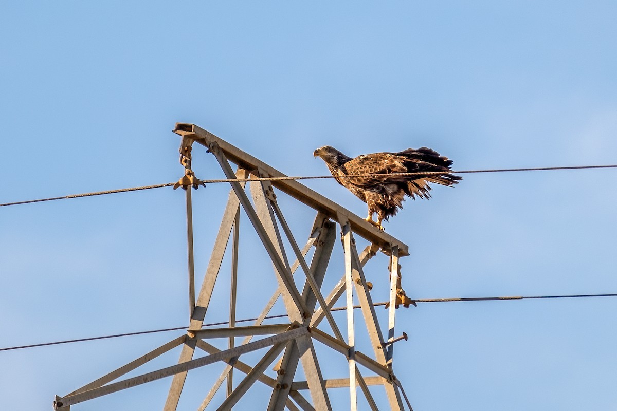 Weißkopf-Seeadler - ML613270269