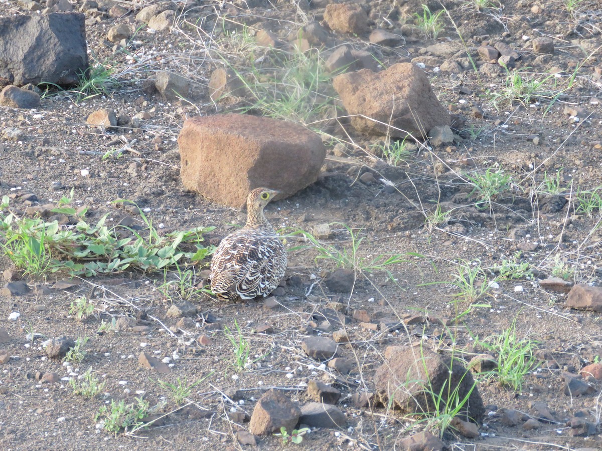 Double-banded Sandgrouse - ML613270292