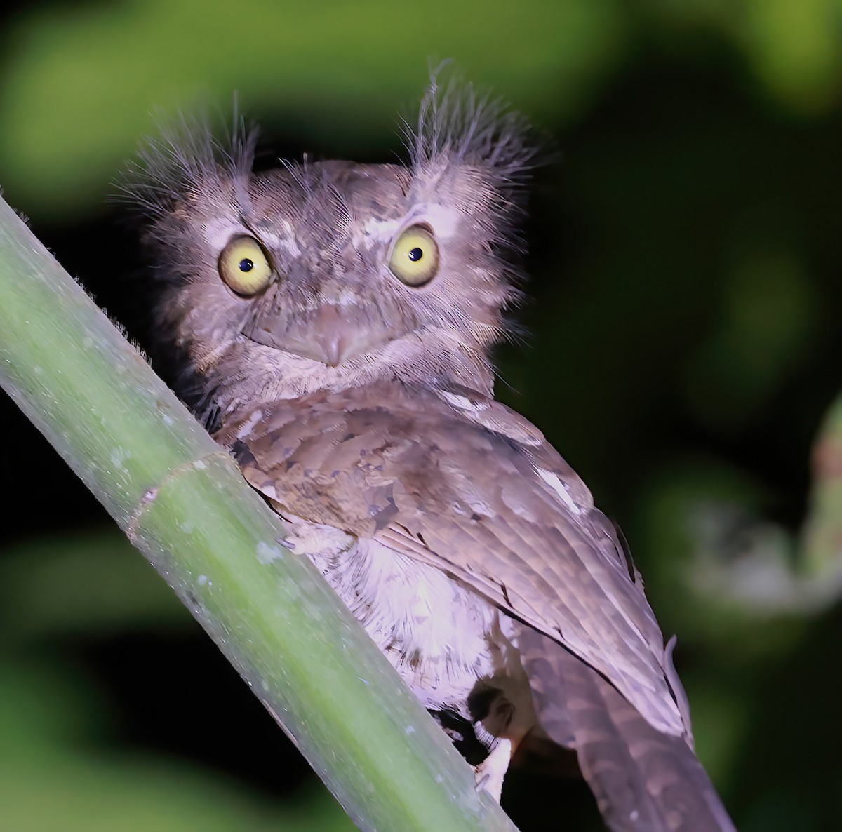 Palawan Frogmouth - ML613270297