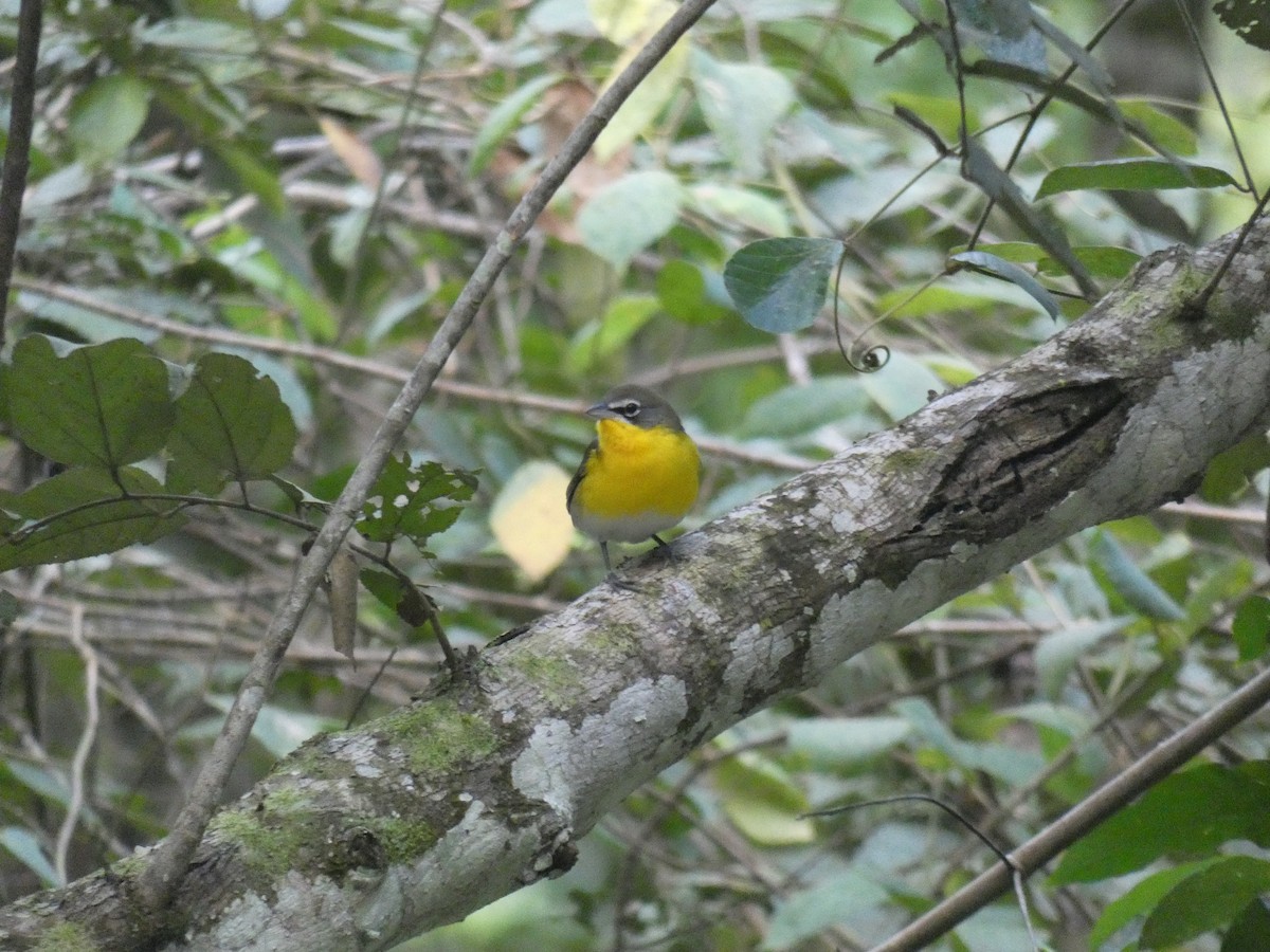 Yellow-breasted Chat - ML613270317