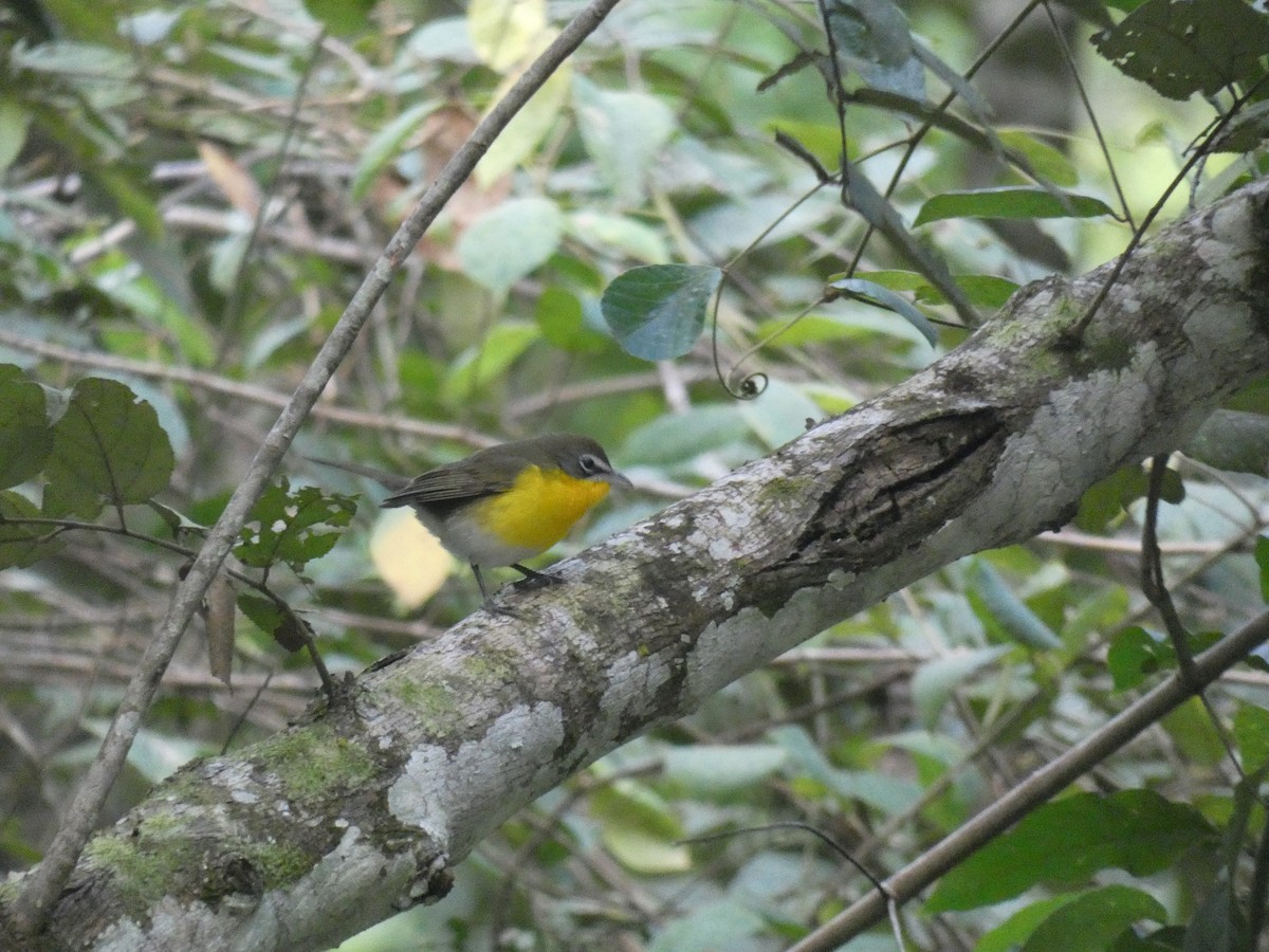 Yellow-breasted Chat - ML613270318